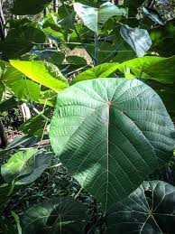 Image result for Macaranga schweinfurthii