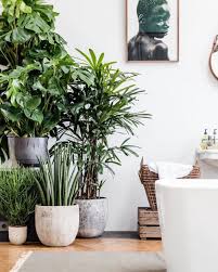 ✓ free for commercial use ✓ high quality images. Decorate With The Monstera Leaf