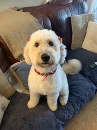 The staff at downers grove animal clinic are great! Animal Care Center Of Downers Grove 941 63rd St Downers Grove Il Veterinarians Mapquest