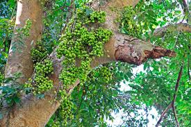 In many areas of the us, the growing season is too short to provide enough he. Fruiting Fig Tree In Nature Cluster Fig Tree Indian Fig Tree Or Goolar Gular Fig Ficus Racemosa Stock Photo Picture And Royalty Free Image Image 89857155