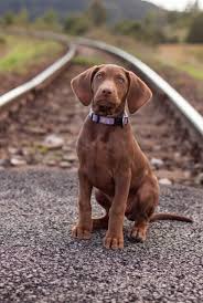 So Where Do We Go Catahoula Leopard Dog Louisiana Catahoula Leopard Dog Catahoula