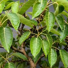 Image result for Ficus virens
