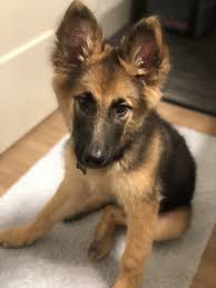 I usually have one or two litters a year. German Shepherd Puppies For Sale In Nc Raleigh