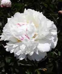 Boule de neige (en) group: Boule De Neige R2 Flowers Bv Broker In Paeonia