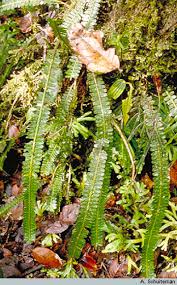 Image result for Aptosimum elongatum