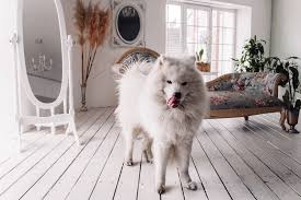 Maybe you would like to learn more about one of these? 80 White Dog Names For Snow Colored Pups Great Pet Care