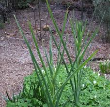 Image result for Ferraria glutinosa