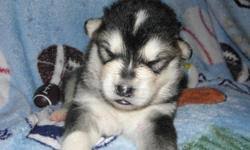 Maybe you would like to learn more about one of these? Alaskan Malamute Puppies Price 400 For Sale In Laurelville Ohio Best Pets Online