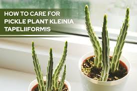 Image result for Kleinia
