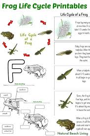 Frog Life Cycle Activities For Kindergarten With Free Printables Natural Beach Living Frog Life Cycle Activities Life Cycles Life Cycles Activities