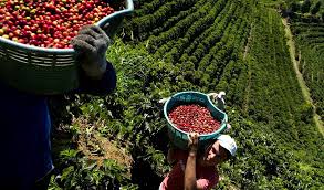 This tour is the most established in costa rica, receiving many visitors every day of the year for one of its five tour options: Costa Rica Just Does Everything Right Stir Coffee And Tea Industry International Stir Is The International Coffee And Tea Industry Bi Monthly Magazine Website Local Global Equipment Machinery Supplies Services Market