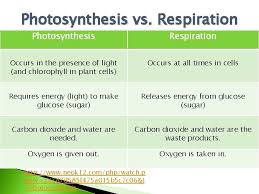 Cellular respiration is more intense for indoor plants where they're under the led grow lights influence. Photosynthesis Respiration And Transpiration Objectives Define Photosynthesis Respiration