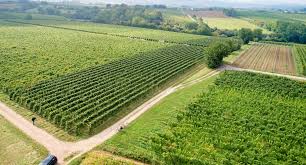 Sammelt man die samen, so kann man im nächsten jahr dasselbe gemüse. Garten Obst Und Weinbau Ministerium Fur Ernahrung Landlichen Raum Und Verbraucherschutz Baden Wurttemberg