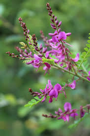 Image result for Indigofera