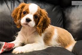 Explore 41 listings for cavalier king charles spaniel puppies for sale at best prices. Cavalier King Charles Spaniel Ohio Petfinder
