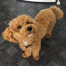Check spelling or type a new query. Pin By Debra Winograd On Dogs Poochon Dog Toy Dog Breeds Bichon Frise Dogs