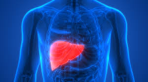 The two kidneys are located in the back of the abdomen on either side of the body. Ground Breaking Machine Replicates Movement Inside The Body To Help Keep Livers Alive For A Week