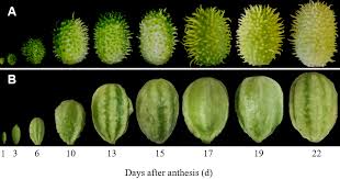 Image result for Cucumis anguria
