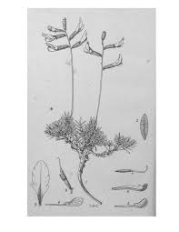 Image result for Physostigma mesoponticum