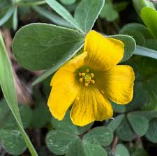 Image result for Menodora heterophylla