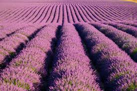 We did not find results for: Lavender Flowers Close Up Stockphoto