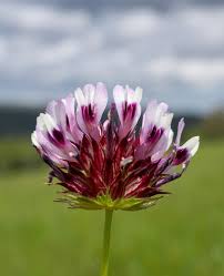 Image result for Cremaspora triflora