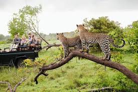 Safari en el parque nacional de Yala con jeep safari y entradas desde Yala  2024 - Palatupana