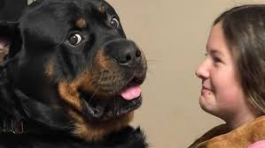 Fundraiser for Britni Pavloff by Sarah Pavloff : Cancer Treatment for Tater  Tot