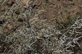 Image result for Aerva javanica