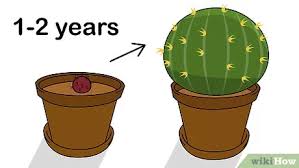 Without further ado, here's our. 3 Ways To Grow Golden Barrel Cactus Wikihow