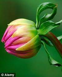 Pin On Dahlia