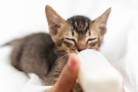 Conversely, if the two are almost adjacent on a kitten or less than 1/2 inch apart on an adult, it's a female. How To Tell The Gender Of A Kitten Daily Paws