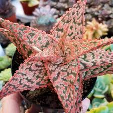 Image result for Aloe wildii
