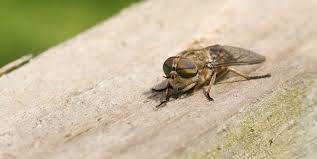 We did not find results for: Horsefly Bites How To Tell If You Ve Been Bitten Treatments