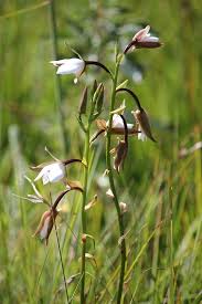 Image result for Eulophia ovalis