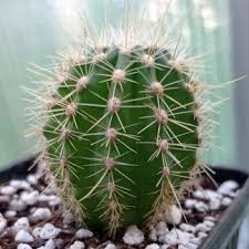 Image result for Trichostachys