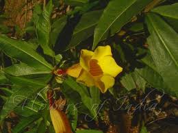 Image result for Allamanda schottii