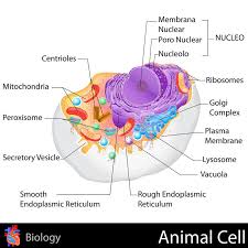 Check spelling or type a new query. Human Cell Stock Vector Illustration Of Membrane Element 31976158