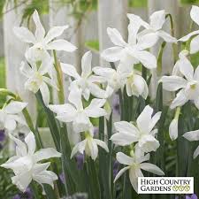 Pin On Garden Ideas