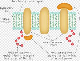 Instead they are usually bound to the membraneindirectly by interactions with integral membrane proteins or directly by interactions with lipidpolarhead groups. Peripheral Membrane Protein Integral Membrane Protein Biological Membrane Cell Membrane Passive Bloodstain Png Pngegg