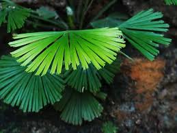 Image result for Actiniopteris pauciloba