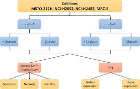 To determine the maximum tolerated dose of the combination of cisplatin, imatinib mesylate, and pemetrexed in metastatic malignant mesothelioma. Impact Of Metallothionein Knockdown On Cisplatin Resistance In Malignant Pleural Mesothelioma Scientific Reports
