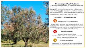 Image result for xylella fastidiosa oleander symptoms
