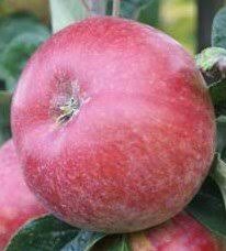 Free, standard ($8 or £5.25 a month billed. Slack Ma Girdle Salt Spring Apple Company Ltd