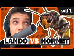 The best gifs are on giphy. Pin By Carlita Snyman On Lando Norris Norris Funny Streaming