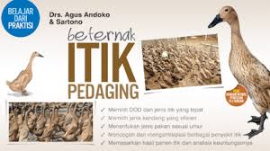 • jambul trucukan jantan sering berdiri tegak (njegrak) dan terlihat gagah, sedangkan trucukan. Agromedia Tips Memilih Itik Pedaging Unggulan Dan Dod Terbaik Agromedia