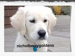 4 Month Old English Golden Retriever From Nicholberry Goldens Www Nicholberrygoldens English Golden Retriever Puppy Retriever Puppy English Golden Retrievers