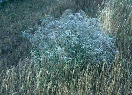 Gypsophila Paniculata Tall Baby S Breath Go Botany