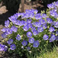 Unlike nettles, it does not sting nor irritate the skin (hence the reason for the name dead) and it is generally more recognized as a groundcover in gardens than a wild edible. Lamium Ghost Buy Spotted Dead Nettle Perennials Online