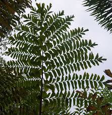 Image result for Caryota